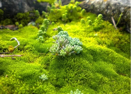 龟专用垫材,龟缸垫材推荐