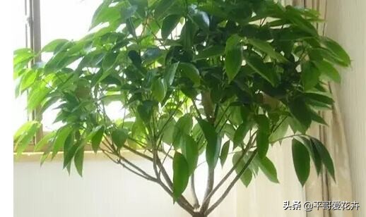 平安树叶子发干发黄怎么回事,平安树叶子一直发黄什么原因