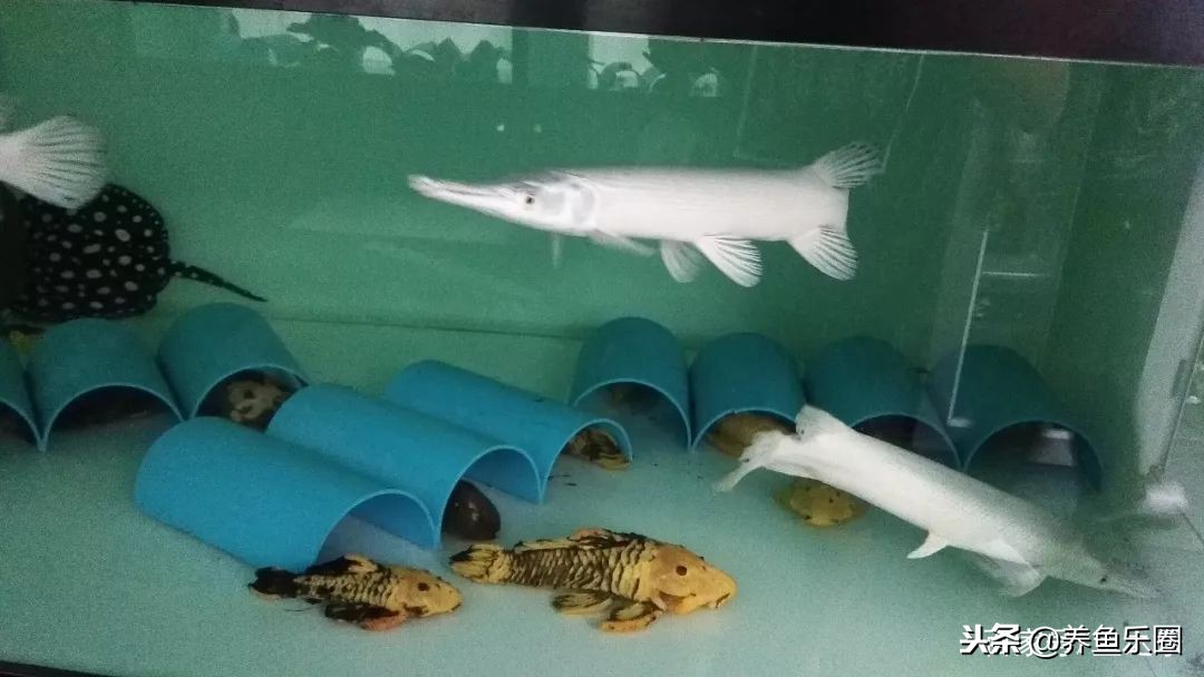 这位土豪家的渔场,光滤材就花了500多万,你确定不要见识一下?