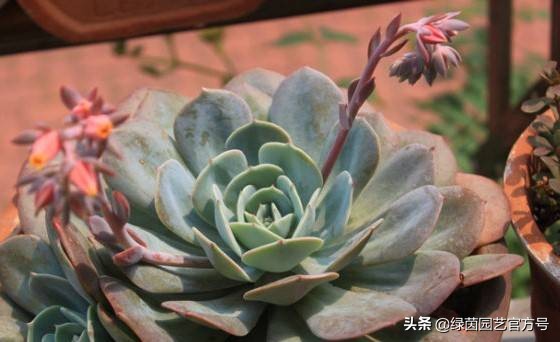 多肉开花怎么办呢,多肉开花的原因和解决方法