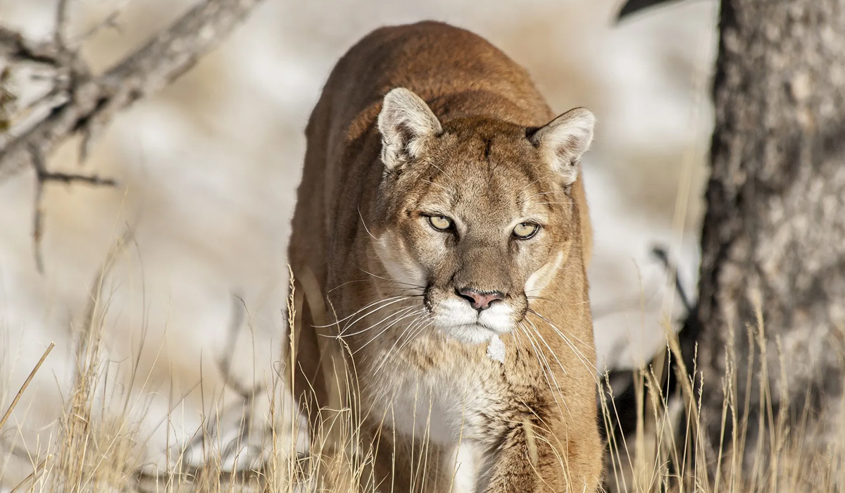 美洲狮真的就是美洲金猫吗,美洲狮是豹子还是狮子