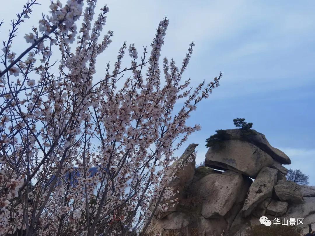 五一华山旅游全攻略,华山旅游轻松游攻略