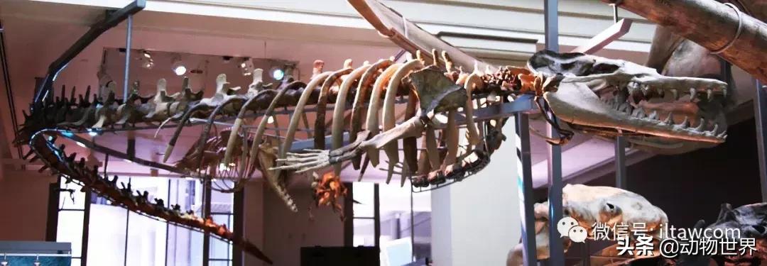 史前海洋生物龙王鲸,原始的龙王鲸到底长什么样