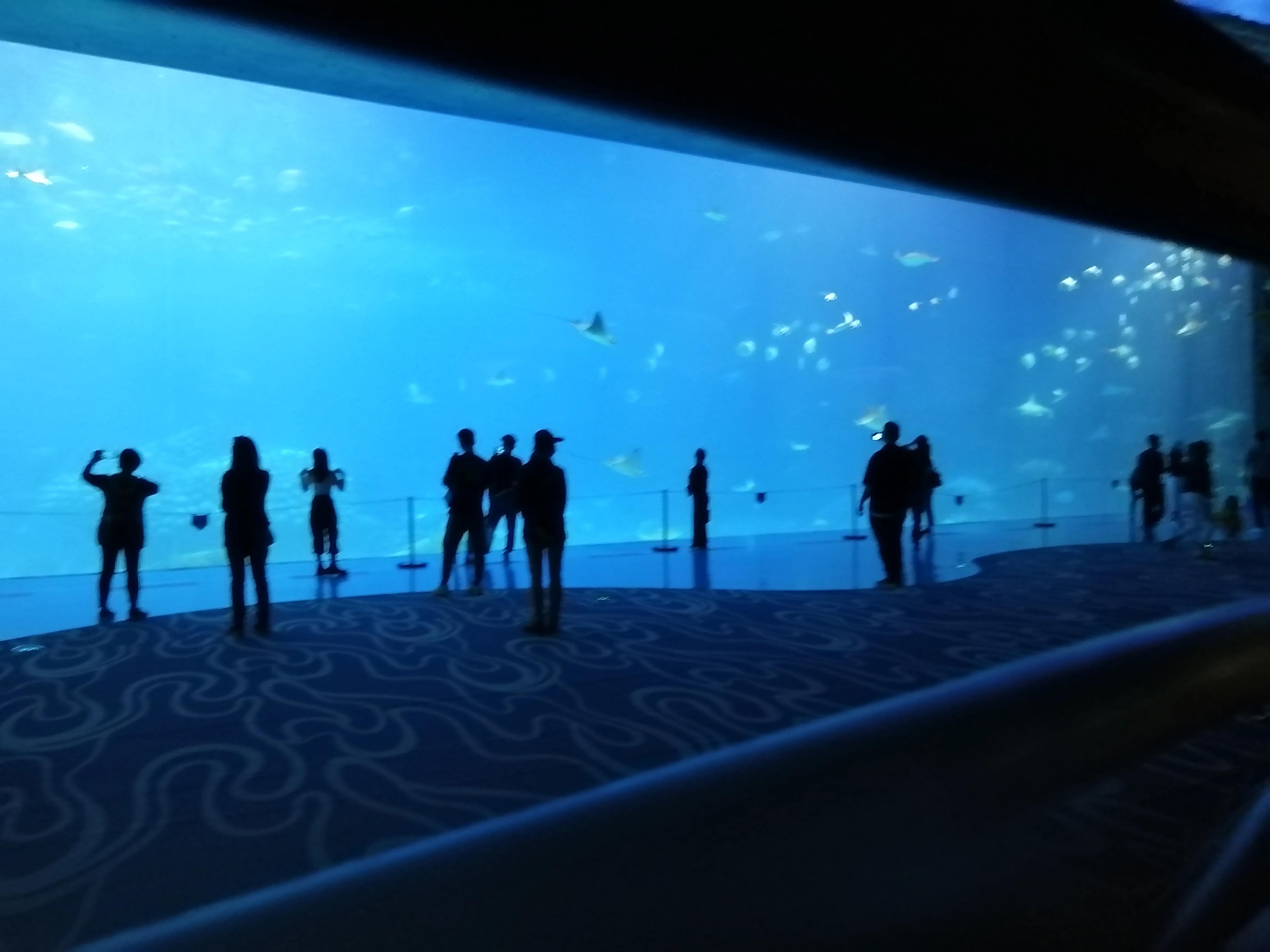 珠海长隆海洋王国夜宿鲸鲨馆,广州珠海长隆海洋王国鲸鲨馆