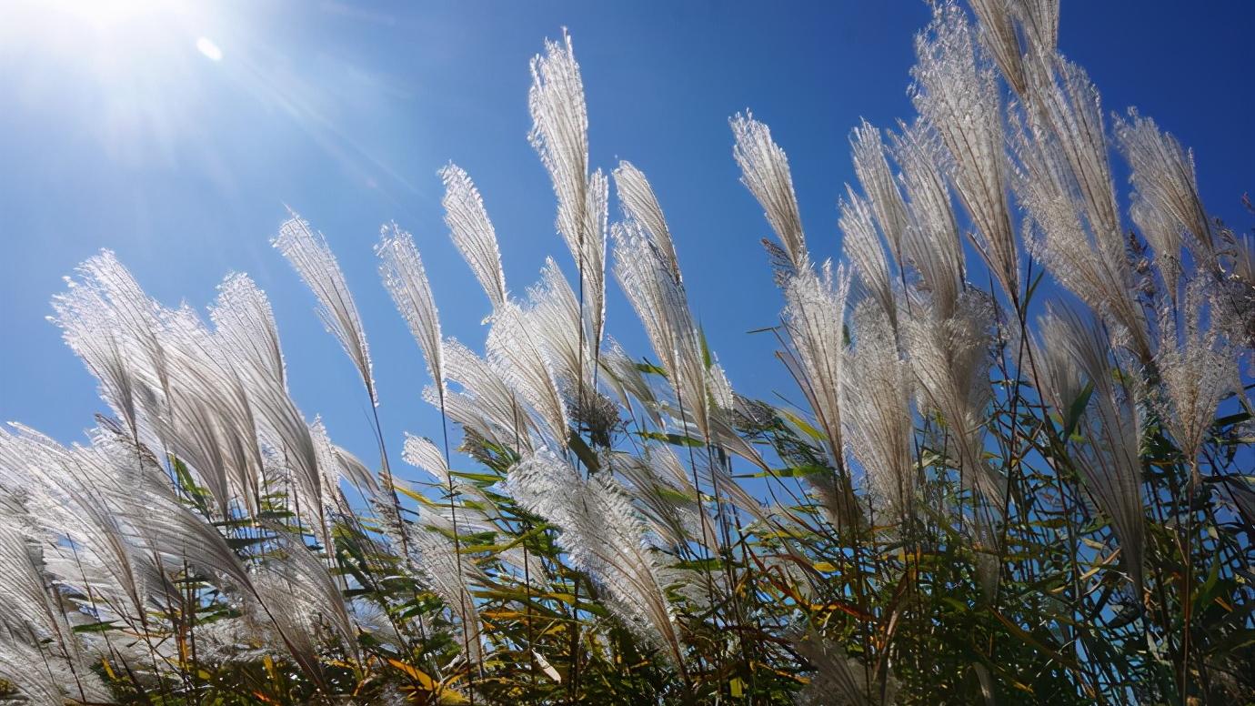 辽宁省盘锦市所辖区有哪些,辽宁省盘锦市有哪几个区