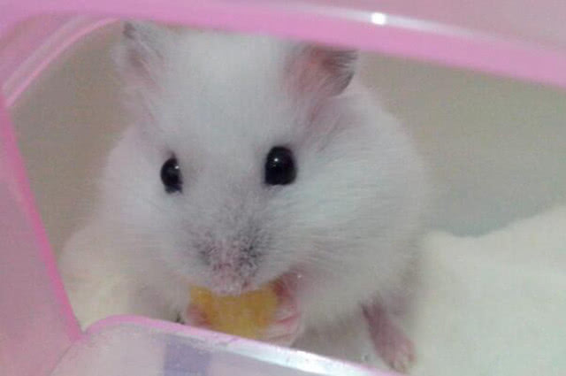 仓鼠笼怎么防臭,仓鼠笼放什么可以除臭