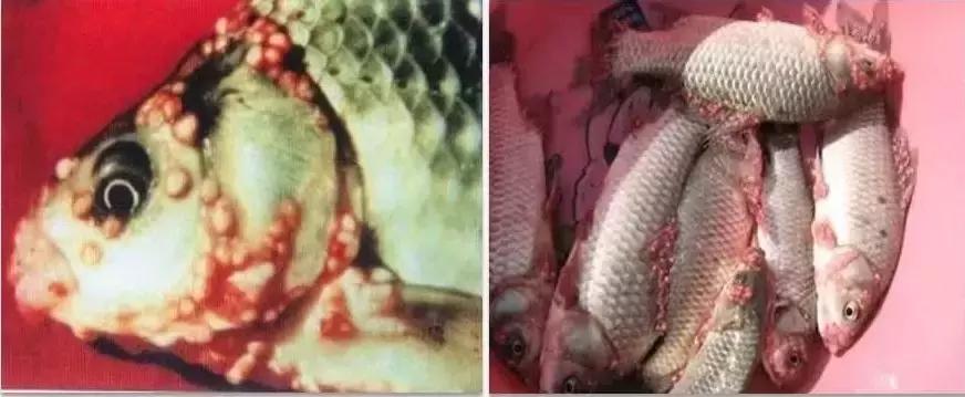 淡水鱼真菌感染,淡水鱼寄生虫爆发时间