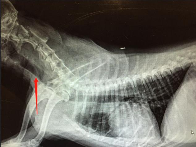 狗气管塌陷做什么检查,什么是犬气管塌陷