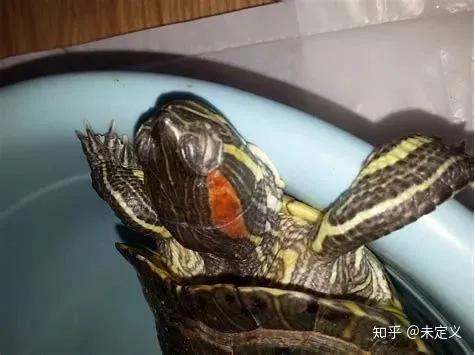 乌龟白眼病一天涂几次药,土霉素能治乌龟白眼病吗