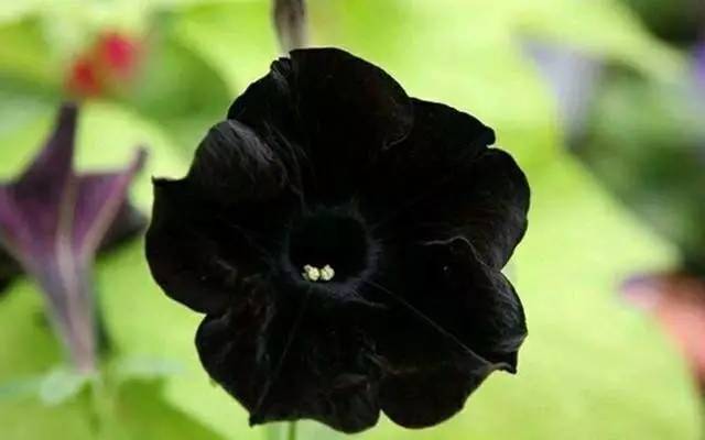 第一眼就喜欢的颜色决定你的性格,喜欢什么颜色就代表你是什么性格