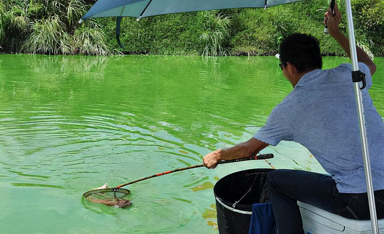 野钓罗非鱼调漂的正确方法与技巧,新手野钓调漂的正确方法与技巧