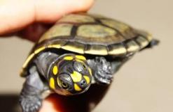 黄头侧颈龟能养在鱼缸吗,黄头侧颈龟深水鱼缸养