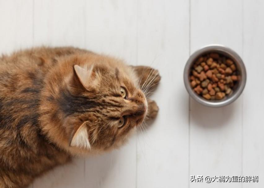 猫不吃新猫粮？原来受这些原因影响，别忙着丢，用这3个办法试试