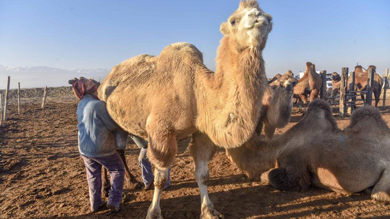 神奇的驼奶粉,神奇的驼奶央视报道
