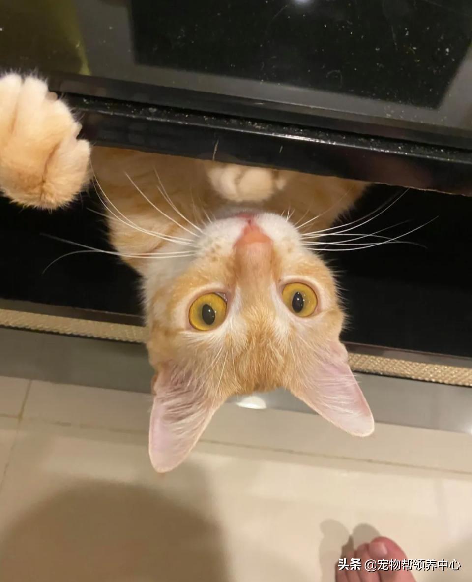 橘猫整日不出闺房却突然胎动？检查令爸崩溃：哪个死小子干的？