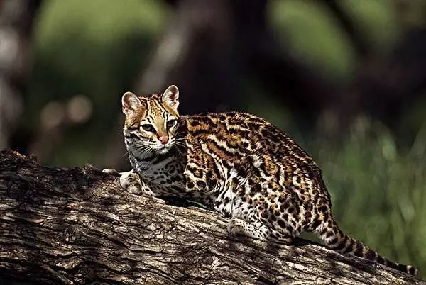 河南景点春节门票免费,河南春节免费景点