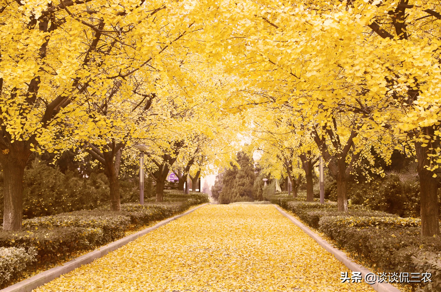 长了几十年的银杏树跌下神坛,银杏为何一跌再跌