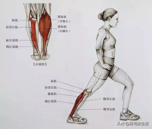 打羽毛球防止腿变粗,打羽毛球前后拉伸动作防止腿变粗