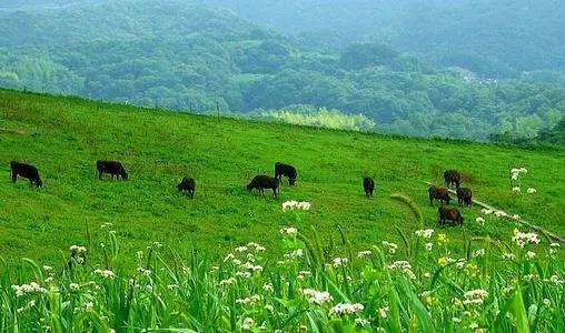 坝上三大景点,坝上草原是丰宁还是围场的