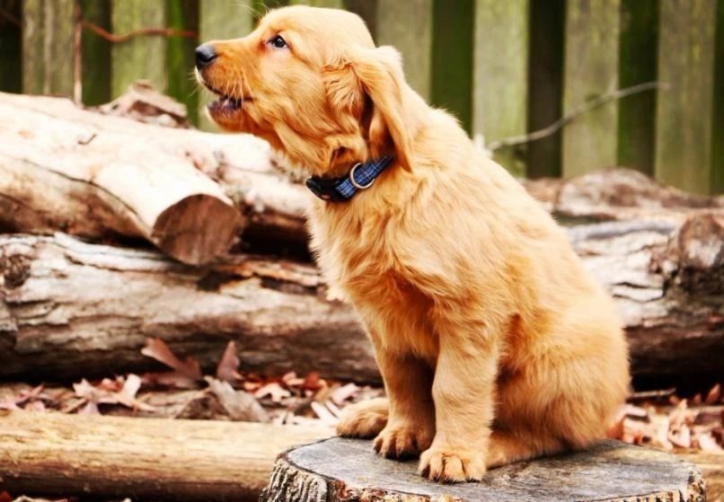 狗狗拉出一条蛔虫肚子里还会有吗,狗狗粪便拉出来会动的虫子