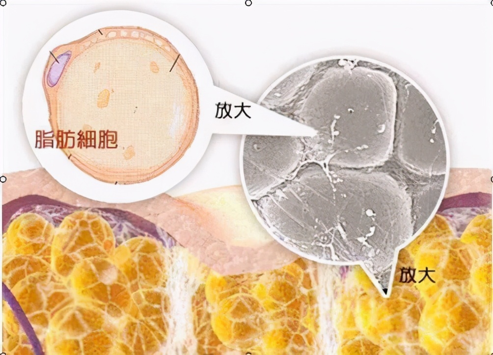 美臀臀部训练,臀部塑形运动打造完美曲线