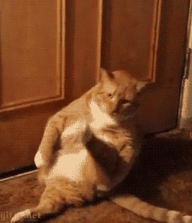 猫咪太肥胖可以节食吗,猫咪吃什么能长胖如何让猫咪长肉