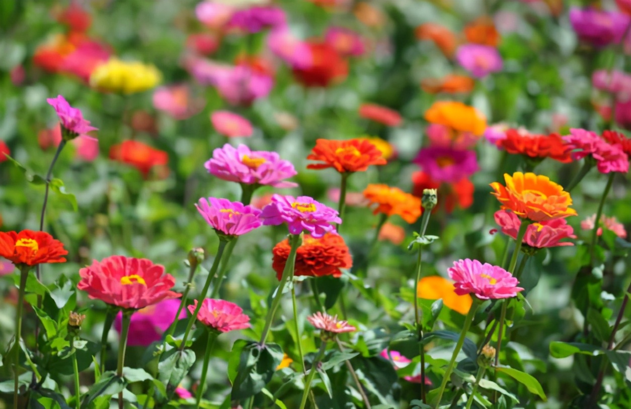 春种什么季节播种,春季播种的正确方法