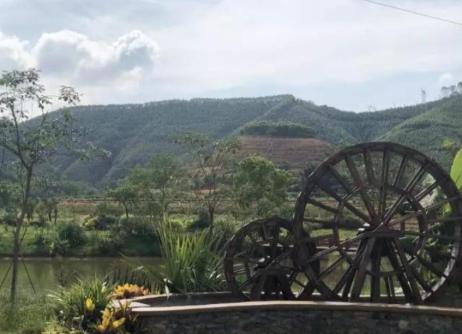 四会哪里有沙糖桔种植基地,四会桔子小镇沙糖桔