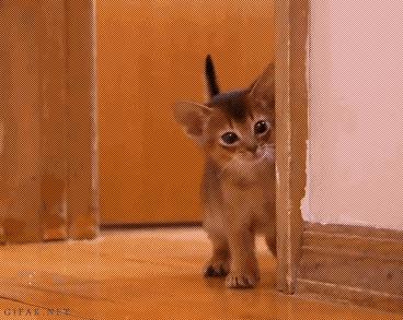 贵族阿比西尼亚猫,神秘的波斯猫