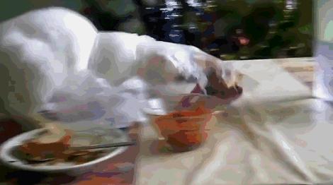 养猫咪的5大隐性危害宠物猫,养猫咪的5大隐形危害宠物猫