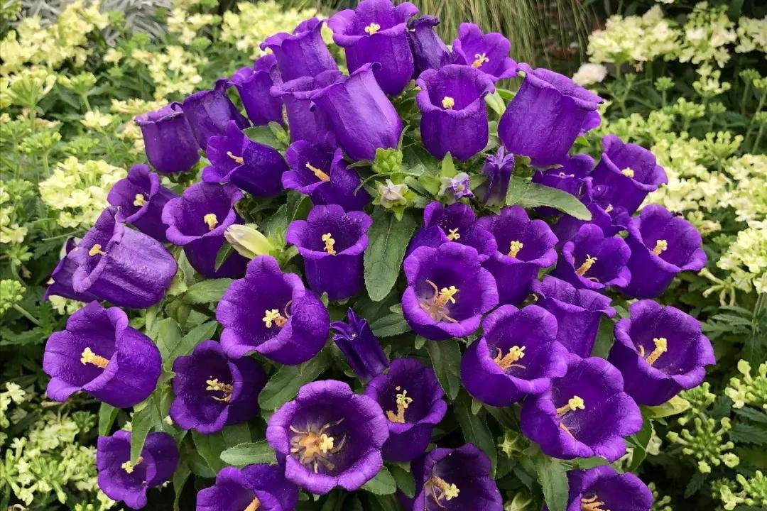 6种花开花时间,六种短命花