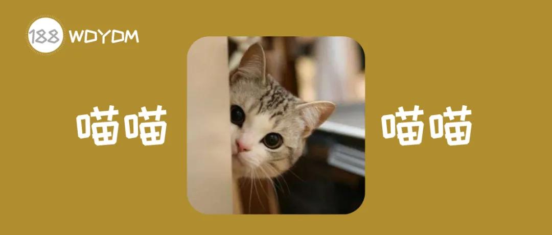 猫咪总是喵喵叫的原因和解决办法,为啥猫咪晚上总是叫