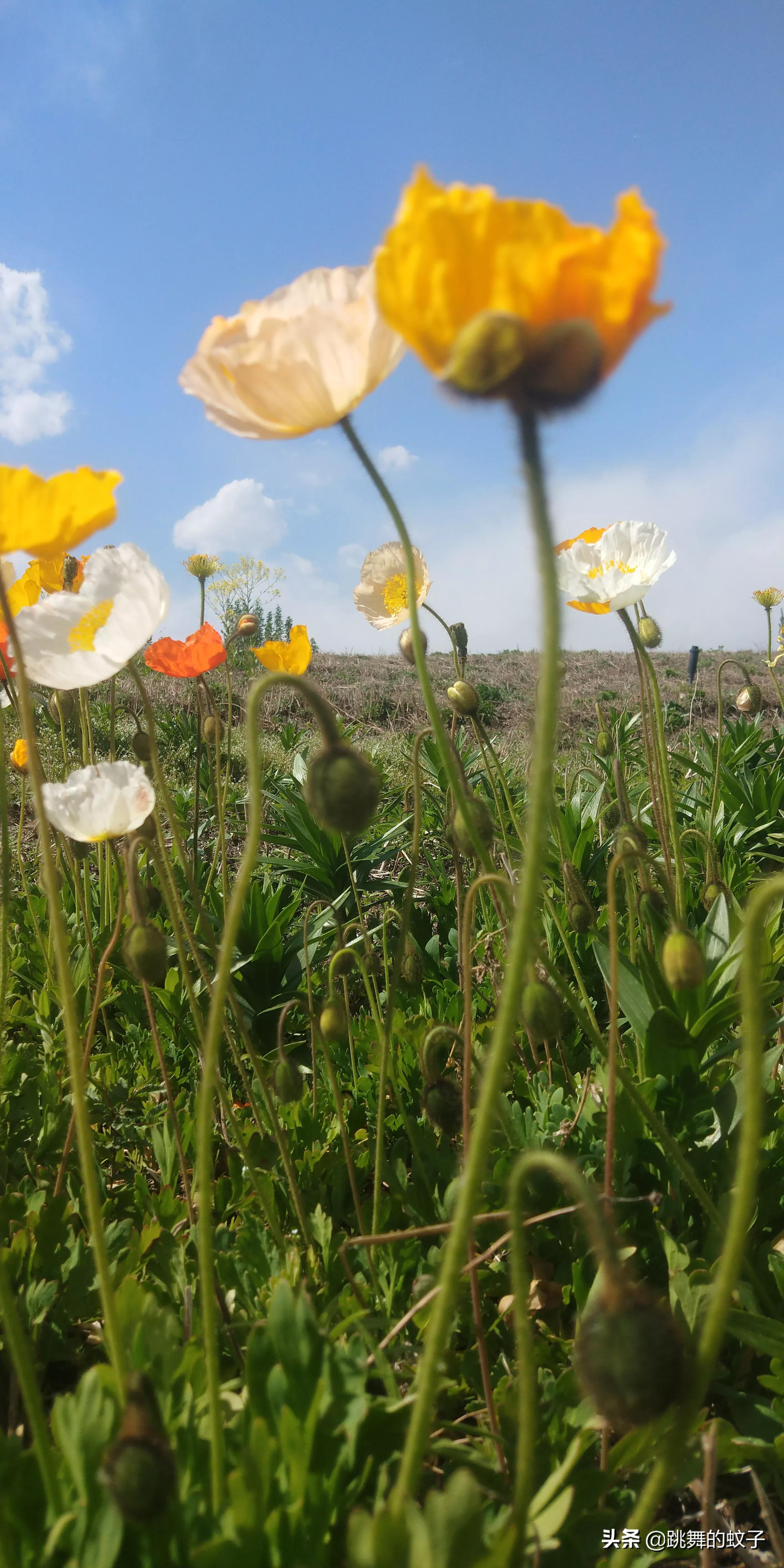 京郊公园,京郊公园门票