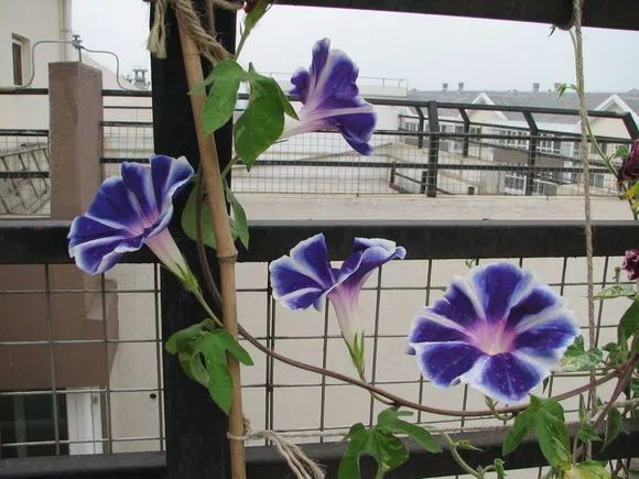 牵牛花到处都可以肆无忌惮的生长,不常见的品种,美出天际!