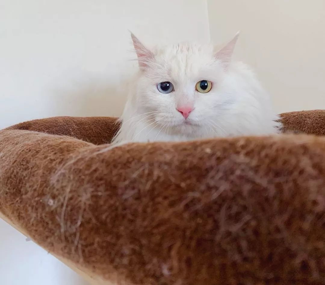 中华田园猫为什么叫中华田园猫呢,中华田园猫什么猫最好最粘人