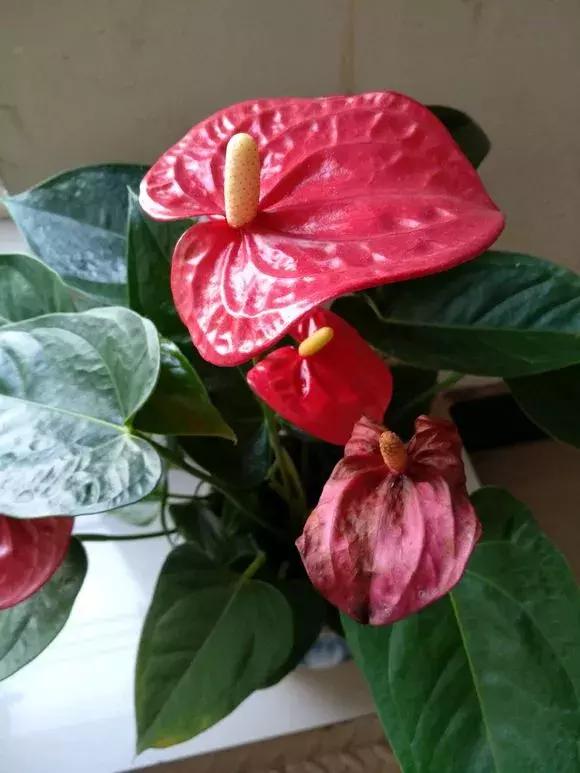 花积水了怎么补救,家里花多怎么浇水方便