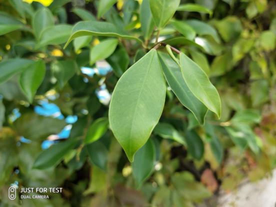 魅族16spro真实体验,魅族16spro感受