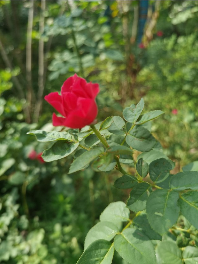 新高一家长需要了解什么,高一父母应该怎么做