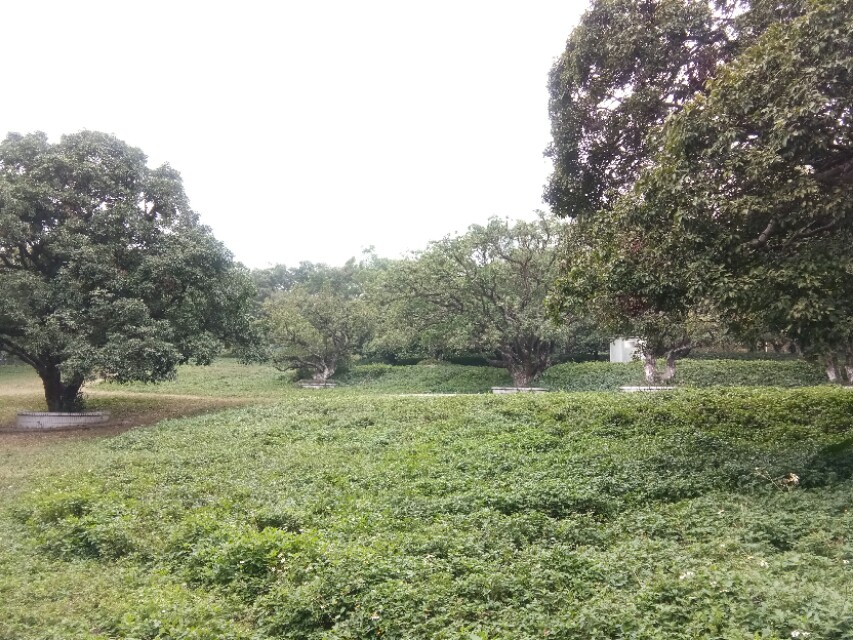 深圳宝安区灵芝公园航拍,宝安灵芝公园