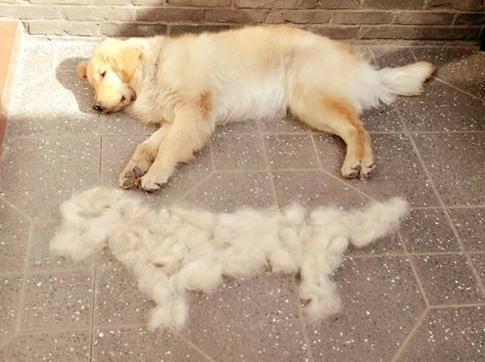 宠物好消息,狗狗好事来了怎样让它早点消失