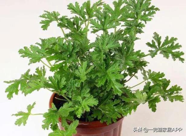 灭蚊蝇蟑螂买什么最有效,黑科技驱蚊驱蟑神器