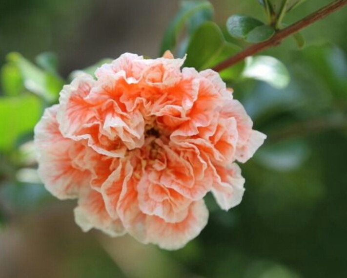 盆栽石榴树什么品种是甜的,石榴树带果实能用水培繁殖