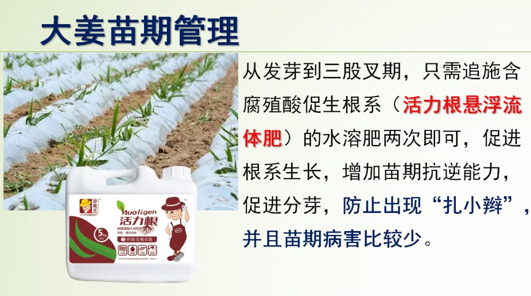 种姜怎么种产量更高,春耕进行时农村种姜