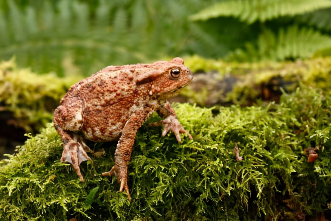 动物中性冲动最强是哪个？澳洲入侵毒蟾泛滥15亿只，人类被逼认输