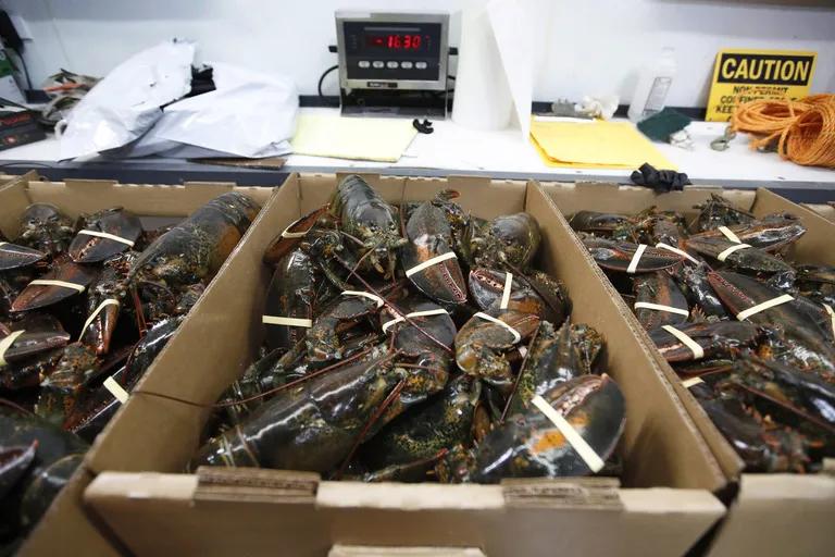 中国波龙进口价格,今日波龙价格