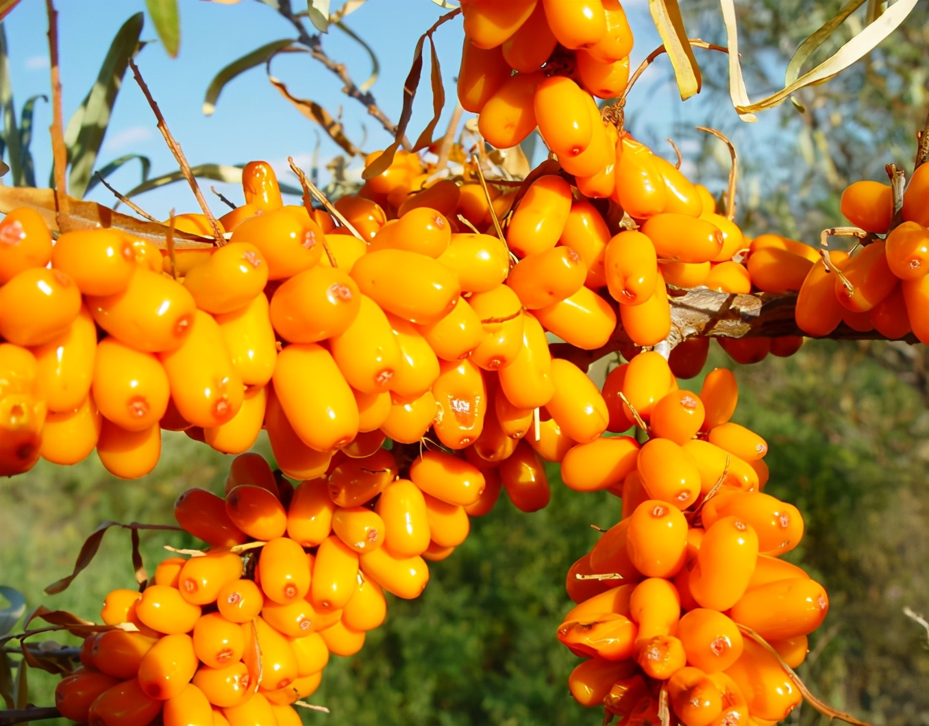 小儿脾虚积食偏方,小儿积食用什么中药方