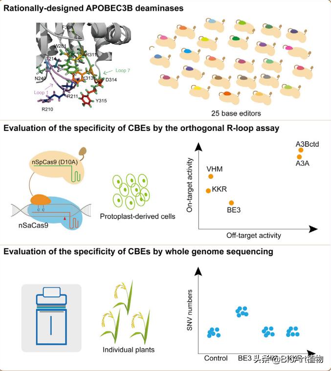 基因编辑技术工具,高效靶向基因编辑技术有什么