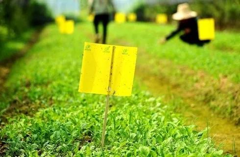 咬人很痒的小黑虫有哪些,小黑虫子咬了奇痒无比是什么虫