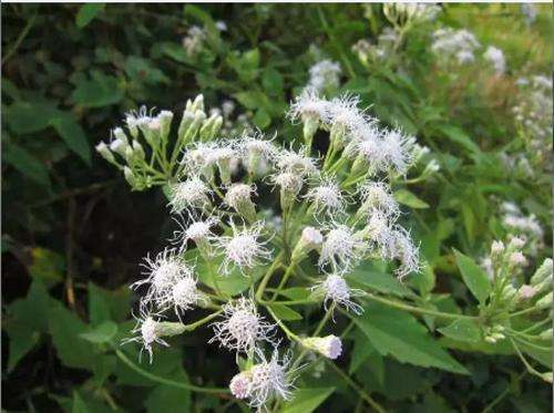 入侵我国野草,农村野草其实是中草药