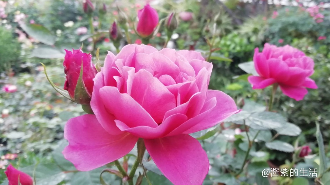 葵系列月季,葵紫色月季